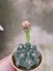 Ithal Gymnocalycium Baldianum-Pembe ve Kırmızı Çiçek Açar. 4