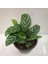 Calathea Louisae - Dua Çiçeği Kaladya - Ev Ofis Salon Iç Mekan Bitkisi - 40 cm 2