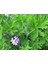 Geranium Seedling Rose Scented Itır Fidanı Fidesi Gül Kokulu 10-20 cm 1