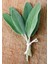 Şifalı Adaçayı Fidanı (Salvia Officinalis) - 1-2 Yaş Tüplü, Aromatik Bahçe Bitkisi 1