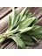 Şifalı Adaçayı Fidanı (Salvia Officinalis) - 1-2 Yaş Tüplü, Aromatik Bahçe Bitkisi 2