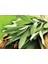Şifalı Adaçayı Fidanı (Salvia Officinalis) - 1-2 Yaş Tüplü, Aromatik Bahçe Bitkisi 3