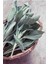 Şifalı Adaçayı Fidanı (Salvia Officinalis) - 1-2 Yaş Tüplü, Aromatik Bahçe Bitkisi 4