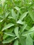 Şifalı Adaçayı Fidanı (Salvia Officinalis) - 1-2 Yaş Tüplü, Aromatik Bahçe Bitkisi 5