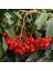 1-2 Yaş Arası Tüplü Üvez Ağacı (Sorbus Aucuparia) Fidanı - Soğuğa Dayanıklı ve Meyve Veren Fidan 1