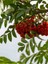 1-2 Yaş Arası Tüplü Üvez Ağacı (Sorbus Aucuparia) Fidanı - Soğuğa Dayanıklı ve Meyve Veren Fidan 2
