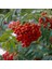 1-2 Yaş Arası Tüplü Üvez Ağacı (Sorbus Aucuparia) Fidanı - Soğuğa Dayanıklı ve Meyve Veren Fidan 3