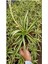 Yeşil Kurdele Çiçeği Chlorophytum Comosum Iç Mekan Çiçeği 20-30CM 1