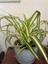 Yeşil Kurdele Çiçeği Chlorophytum Comosum Iç Mekan Çiçeği 20-30CM 3