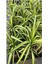 Alacalı Renk Kurdele Çiçeği 1 Adet Saksılı Büyük Boy 20-40CM 2