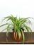 Dekoratif Bol Köklü Salon Çiçeği Chlorophytum Comosum 20-30CM 2