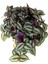 Zebra Telgraf Çiçeği 1 Adet Makrome Saksılı Tradescantia Zebrina 2