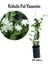 Yoğun Kokulu Ful Yasemin Çiçeği Sarmaşık Bitki 30-50CM(JASMINUM Grandiflorum) 1
