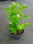 Yoğun Kokulu Ful Yasemin Çiçeği Sarmaşık Bitki 30-50CM(JASMINUM Grandiflorum) 3