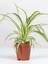Dekoratif Salon Çiçeği Chlorophytum Comosum Kurdele Çiçeği 30-40CM 1