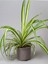 Dekoratif Salon Çiçeği Chlorophytum Comosum Kurdele Çiçeği 30-40CM 2