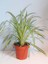 Dekoratif Salon Çiçeği Chlorophytum Comosum Kurdele Çiçeği 30-40CM 3