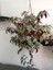 Tradescantia Zebrina Makrome Saksılı 1 Adet Saksılı 30-50CM 1