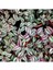 Yeşil Alacalı Tradescantia Zebrina Çiçeği1 Adet Saksılı 30-50CM 1