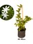 Ful Yasemin Çiçeği Yoğun Kokulu 30-60CM Sarmaşık Bitki (Jasminum) 1