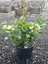 Ful Yasemin Çiçeği Yoğun Kokulu 30-60CM Sarmaşık Bitki (Jasminum) 2
