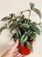 Tradescantia Zebrina Telgraf Çiçeği 1 Adet Saksılı Salon Çiçeği 20-40CM 1