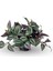 Tradescantia Zebrina Telgraf Çiçeği 1 Adet Saksılı Salon Çiçeği 20-40CM 2