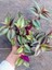 Tradescantia Zebrina Telgraf Çiçeği 1 Adet Saksılı Salon Çiçeği 20-40CM 3