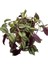 Canlı Dekoratif Salon Çiçeği 1 Adet Saksılı Telgraf Tradescantia Zebrina 1