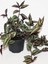 Canlı Dekoratif Salon Çiçeği 1 Adet Saksılı Telgraf Tradescantia Zebrina 3
