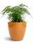 Dolgun Formlu Asparagus Setaceus Tül Çiçeği 15-30CM 1