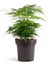 Dolgun Formlu Asparagus Setaceus Tül Çiçeği 15-30CM 2