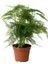 Dolgun Formlu Asparagus Setaceus Tül Çiçeği 15-30CM 3