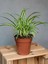 Dekoratif Bol Köklü Salon Çiçeği Chlorophytum Comosum 20-30CM 3