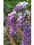 Wisteria Sinensis - Mor Salkım Fidanı (Tırmanıcı ve Hızlı Büyüyen Peyzaj Bitkisi) 1-2yaş Arası Üretim Saksısında 1