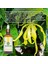 Ylang Ylang Yağı Esansı 50 ml 2