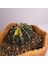 Gymnocalycium Mihanovichii Özel Koleksiyonluk Tür Kaktüs 1