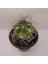 Gymnocalycium Saglionis 9luk Saksı Kaktüs 1