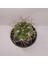 Gymnocalycium Saglionis 9luk Saksı Kaktüs 2