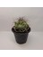 Gymnocalycium Saglionis 9luk Saksı Kaktüs 3