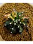 Gymnocalycium Mihanovichii Büyük Boy 6.5 cm Özel Tür Kaktüs 1
