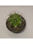 Gymnocalycium Saglionis 9luk Saksı Kaktüs 1