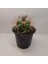 Gymnocalycium Saglionis 9luk Saksı Kaktüs 3