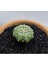 Astrophytum Asterias 4 cm Boyutunda Özel Tür Kaktüs 2