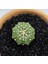 Astrophytum Asterias 4 cm Boyutunda Özel Tür Kaktüs 3