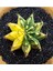 Gymnocalycium Mihanovichii Büyük Boy 6 cm Özel Tür Kaktüs 1
