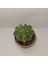 Echinopsis Subdenudata Kaktüs 1