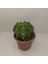 Echinopsis Subdenudata Kaktüs 3