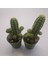 Echinopsis Chamaecereus Kaktüs 2 Adet 5,5lik Saksı 3