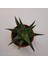 Haworthia Limifolia 5,5lik Saksı 1